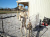 Fawn Great Dane puppies Marshfield, Missouri 65706