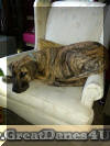Brindle Great Dane Fawn & Brindle Great Dane Puppies for sale Marshfield, Missouri 65706