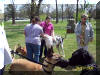 Great Dane Fawn Blue Brindle Black and Harelquin puppies