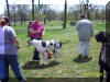 Great Dane Fawn Blue Brindle Black and Harelquin puppies