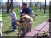 Great Dane fawn - Lumpy always like to climb