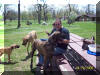 Great Dane Fawn Blue Brindle Black and Harelquin puppies