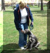 Blue Great Dane with white markings