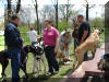 Great Dane Fawn Blue Brindle Black and Harelquin puppies