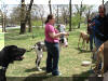 Great Dane Fawn Blue Brindle Black and Harelquin puppies