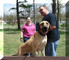 Fawn Great Dane - Lumpy is Happy & on top of a table