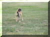 Fawn Great Dane Breeder Marshfield Missouri 65706 U.S.A.