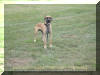 Fawn Great Dane - Bronco-Billy @14 months