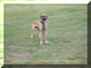 Fawn Great Dane Breeder Marshfield Missouri 65706 U.S.A.