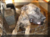 Brindle Great Dane Le Tigre' Blanc 10 Months Old Brindle Great Dane Marshfield, Missouri 65706