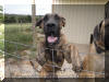 Brindle Great Dane Le Tigre' Blanc 10 Months Old