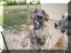 Brindle Great Dane Le Tigre' Blanc 10 Months Old Black Great Dane Breeder Marshfield Missouri 65706 U.S.A.