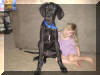 Black Great Dane Puppy - Sampson 19 weeks Fawn & Brindle Great Dane Puppies for sale Marshfield, Missouri 65706