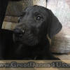 Black Fawn & Brindle Great Dane Puppies for sale Marshfield, Missouri 65706 USA