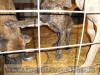 Great Dane Brindle 11-wk Male AKC Brindle Great Dane Marshfield, Missouri 65706 Stud Service