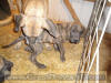 Brindle Great Dane Marshfield, Missouri 65706 Stud Service