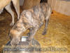 Great Dane Brindle 11-wk Brindle Great Dane Marshfield, Missouri 65706 Stud Service