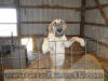 Fawn Great Dane Marshfield, Missouri 65706 U.S.A. Breeder