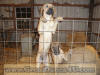 Fawn Great Dane Marshfield, Missouri 65706 U.S.A. Breeder