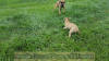 Fawn Great Dane Marshfield, Missouri 65706 U.S.A. Breeder