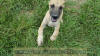 Fawn Great Dane Marshfield, Missouri 65706 U.S.A. Breeder