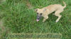 Fawn Great Dane Marshfield, Missouri 65706 U.S.A. Breeder