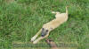 Fawn Great Dane Marshfield, Missouri 65706 U.S.A. Breeder