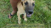 Fawn Great Dane Marshfield, Missouri 65706 U.S.A. Breeder