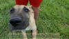 Fawn Great Dane Marshfield, Missouri 65706 U.S.A. Breeder