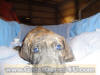 Brindle Great Dane Marshfield, Missouri 65706 Stud Service