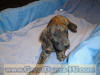 Brindle Great Dane Marshfield, Missouri 65706 Stud Service