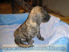 Brindle Great Dane Marshfield, Missouri 65706 Stud Service