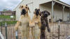 Fawn Great Dane Breeder Marshfield Missouri 65706 U.S.A.