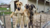 Fawn Great Dane Breeder Marshfield Missouri 65706 U.S.A.