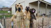 Brindle Great Dane Marshfield, Missouri 65706 Stud Service