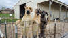 Fawn Great Dane Breeder Marshfield Missouri 65706 U.S.A.