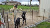 Fawn Great Dane Marshfield, Missouri 65706 U.S.A. Breeder