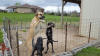 Fawn Great Dane Marshfield, Missouri 65706 U.S.A. Breeder