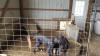 Black Great Dane Breeder Marshfield Missouri 65706 U.S.A.