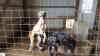 Black Great Dane Breeder Marshfield Missouri 65706 U.S.A.