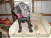 Black Great Dane Breeder Marshfield Missouri 65706 U.S.A.