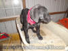 Black Great Dane Breeder Marshfield Missouri 65706 U.S.A.