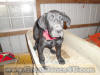 Black Great Dane Breeder Marshfield Missouri 65706 U.S.A.