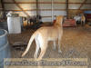 Fawn Great Dane Marshfield, Missouri 65706 U.S.A. Breeder