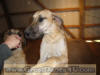 Fawn Great Dane Breeder Marshfield Missouri 65706 U.S.A.