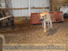 Fawn Great Dane Breeder Marshfield Missouri 65706 U.S.A.