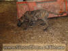 Great Dane Brindle Male 11 wks Jan10