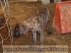 Great Dane Brindle Male 11 wks Brindle Great Dane Marshfield, Missouri 65706 Stud Service