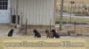 Black Great Dane Breeder Marshfield Missouri 65706 U.S.A.