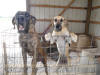 Brindle Great Dane Stud AKC Le Tigre' +2.5 yrs.